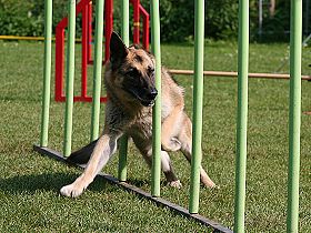 dogs breeders dog pictures